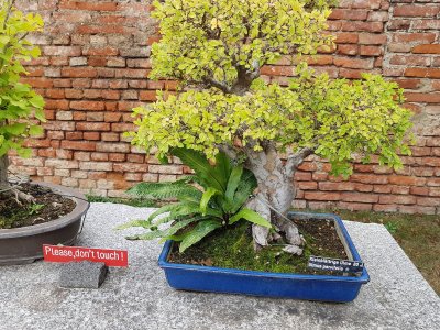 Wien Belvedere Alpengarten 2022