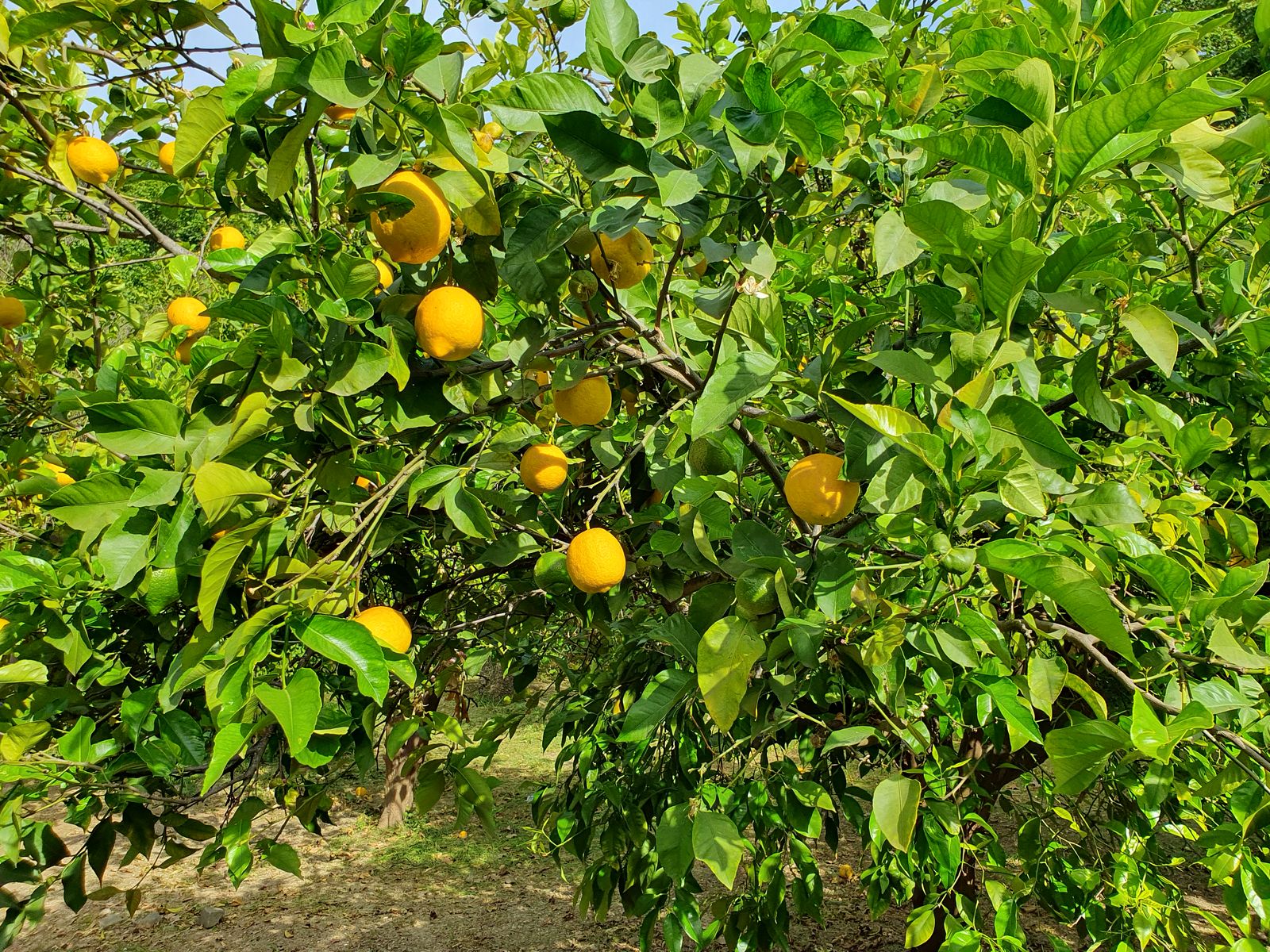 Video Malaga Jardin Botanico 2025